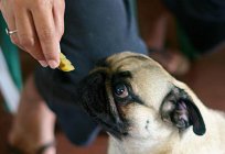 Pugs: care and maintenance. Nutrition, diseases and photos of pugs