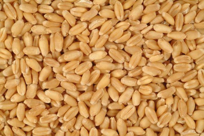 брага на пшениці без дріжджів