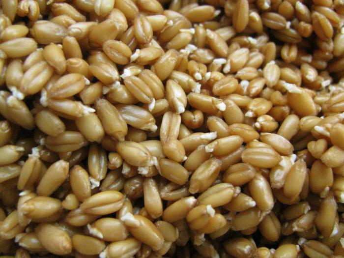 receita de braga a partir de trigo, sem fermento