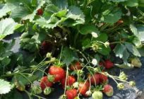 Was unterscheidet von Erdbeeren Erdbeeren: Grundlagen Unterschiede