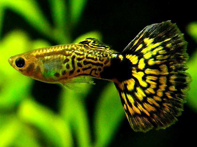 varieties of guppy photo and name