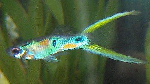 rybki gupiki odmiany zdjęcie