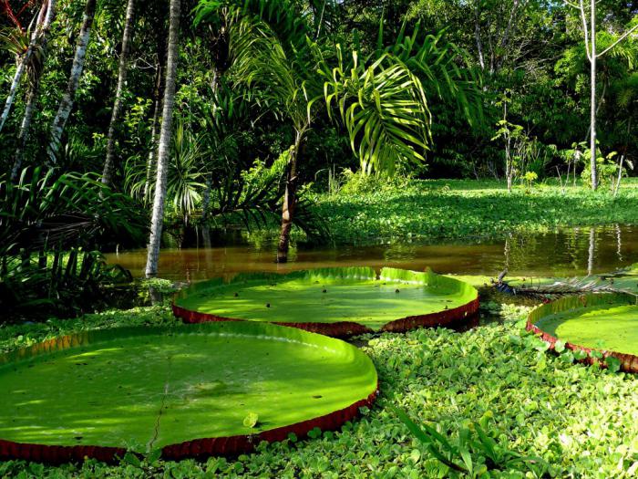 bitkiler ekvator ormanları