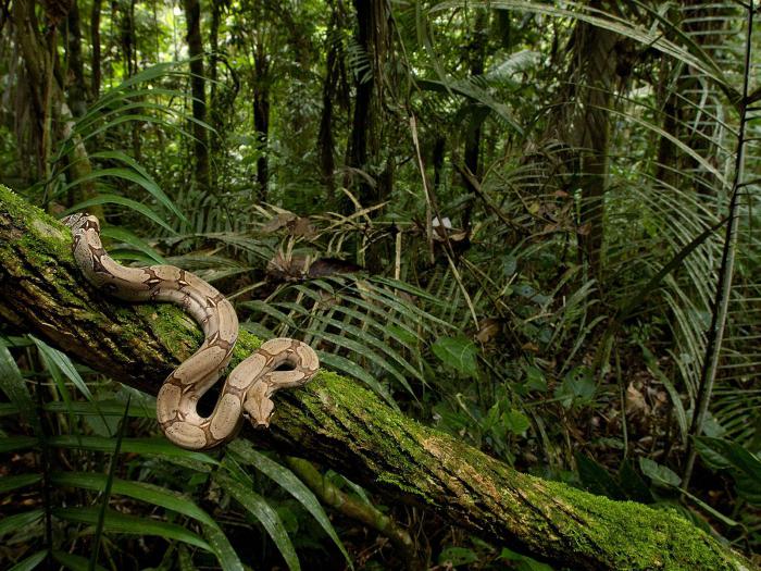 animais e plantas de florestas equatoriais