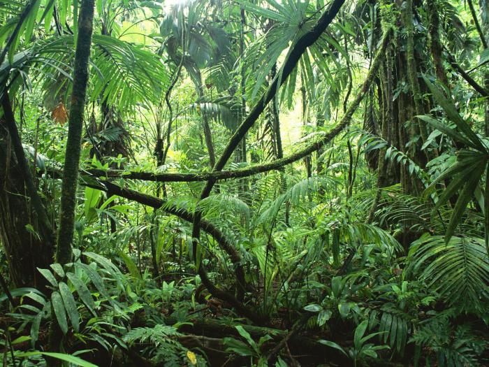 feucht äquatorialen Wald Pflanzen