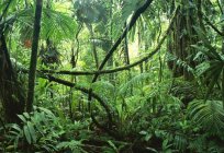 Bitkiler yağmur ormanları. Özellikleri ve değeri