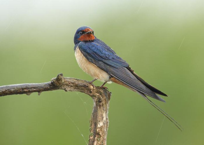 Migratory birds names for children and description