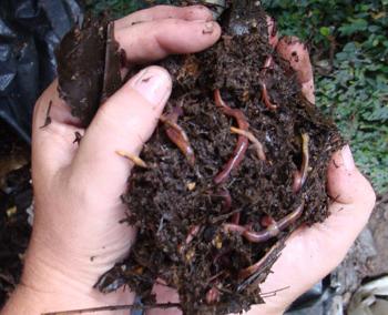 earthworms in the soil