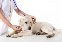 Una infección de hepatitis en los perros: el esquema de tratamiento y diagnóstico