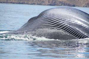 lista de espécies de baleias