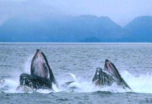 as diferentes espécies de baleias