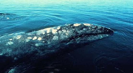 espécie em vias de extinção das baleias