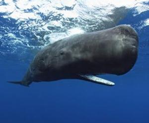 wie viele Arten der Wale