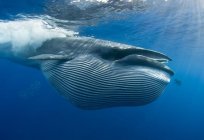 Arten von Walen: die Liste, Fotos. Subatyje die Wale: Arten