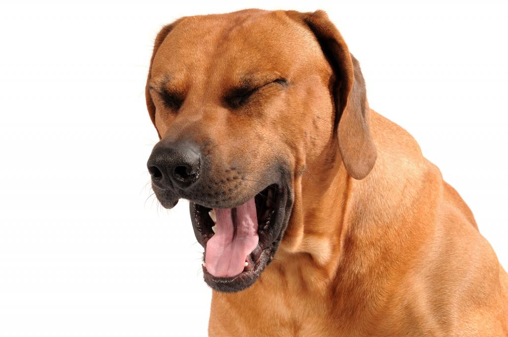 coughing in dogs treatment