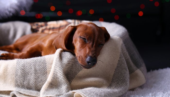 how to treat cough in dogs