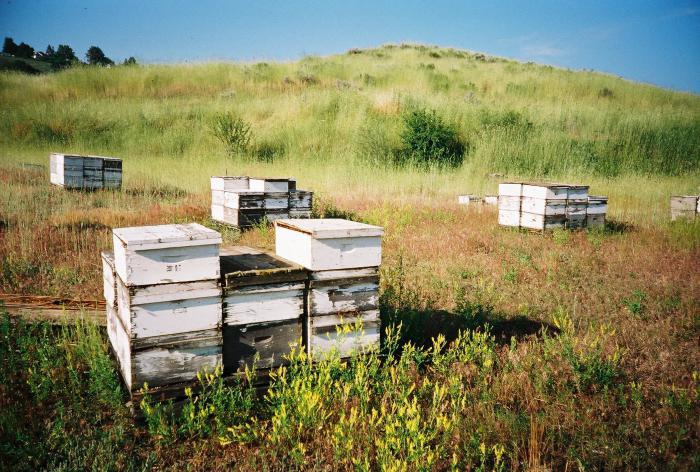 تربية النحل السلاف