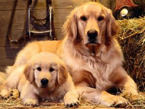 cachorros de oro golden retriever foto