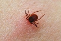 Looks like a tick encephalitis? What to do if you are bitten?