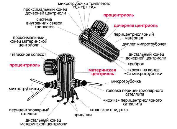 features of the structure of cell center