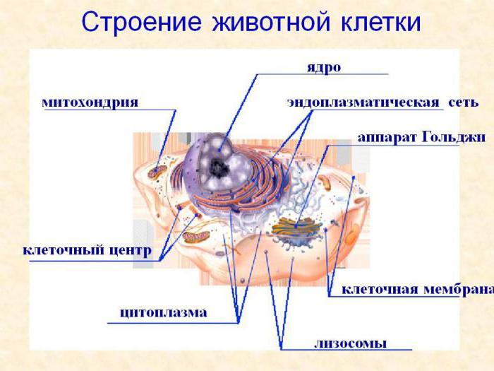 die Struktur der Zell-Zentrum-Zellen