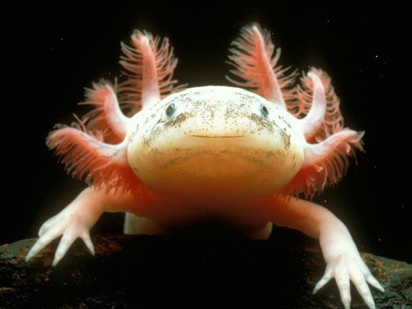 Axolotl Haltung und Pflege