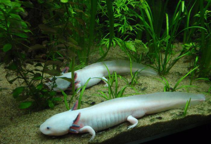  Eidechse Axolotl 