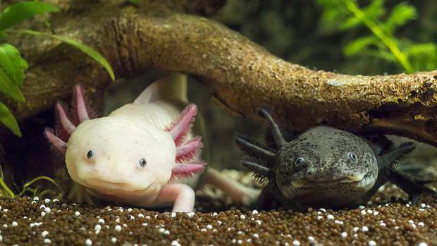  home axolotl 