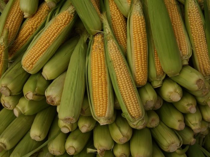 storing corn on the cob