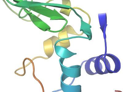 molekuły białek
