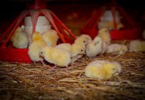 La alimentación de los pollitos en los primeros días de vida: consejos para principiantes