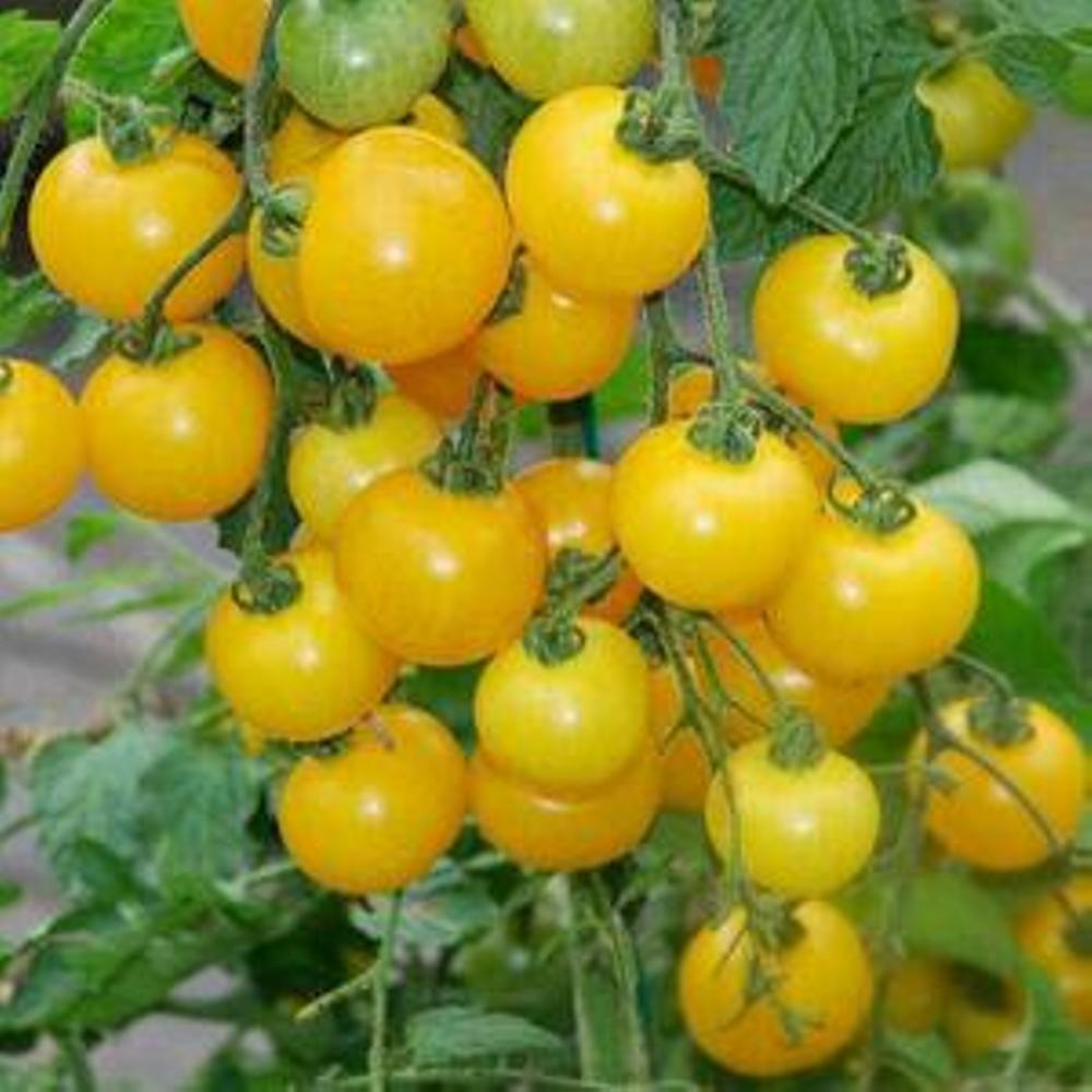 Жовті томати черрі