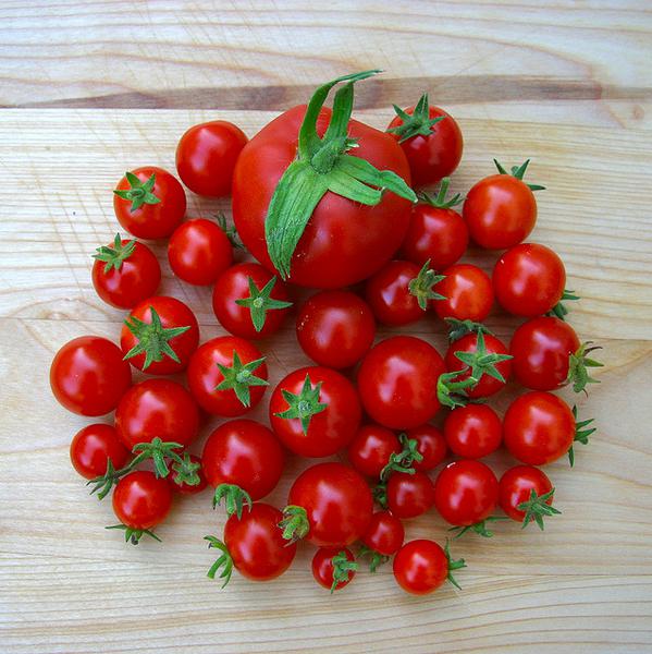 Miniaturowe pomidory