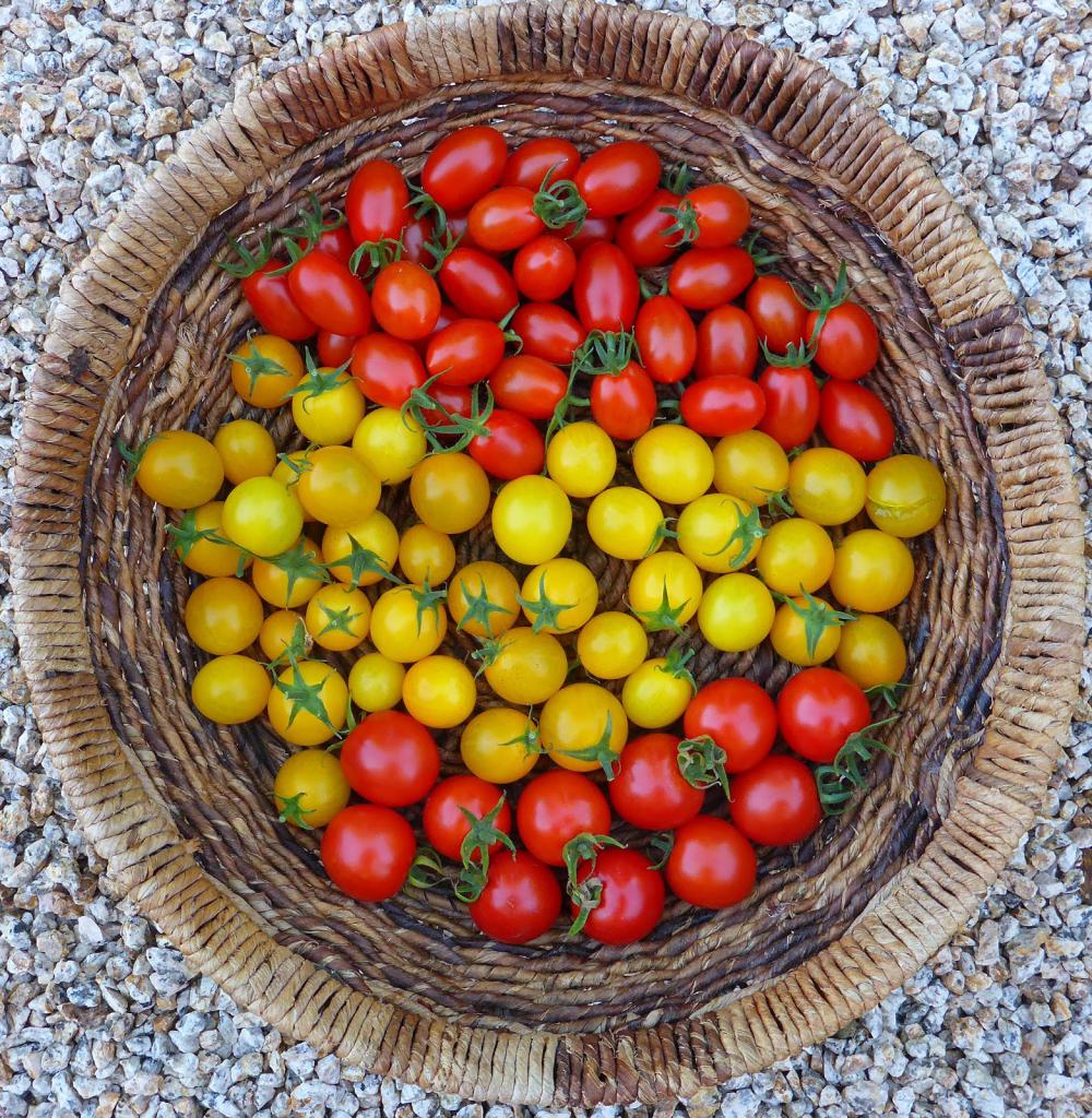 las Variedades de tomates cherry