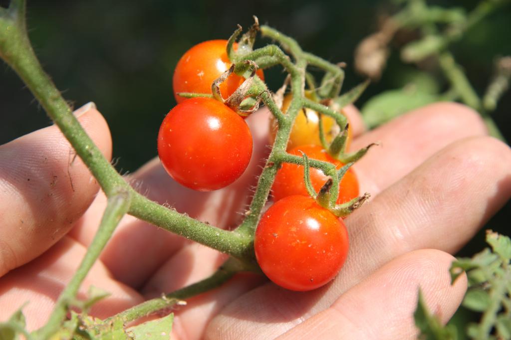 Солнцелюбивые pomidory