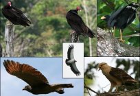 La influencia de la apariencia externa y de la biografía en el nombre de las aves de rapiña