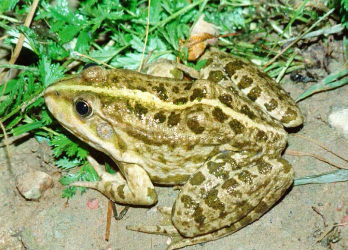 жаба азёрная