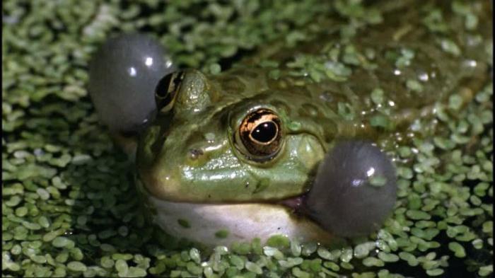 як розмножується озерна жаба