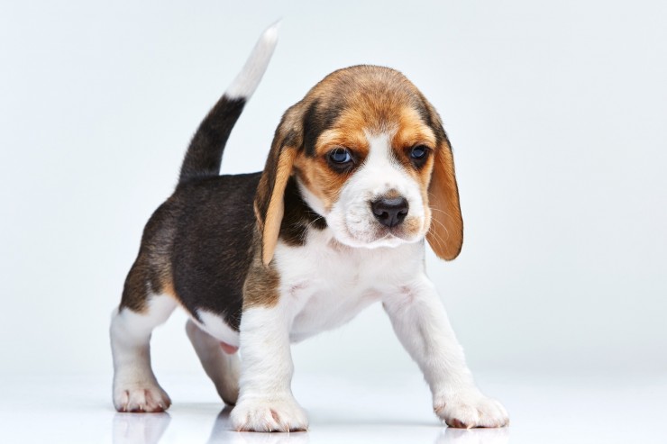 szczeniak Beagle
