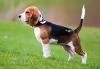 Beagle: Beschreibung der Rasse, Charakter, vor-und Nachteile, die Dressur, Besonderheiten der Wartung.
