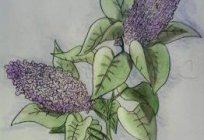 How to draw a lilac pencil: a phased master class