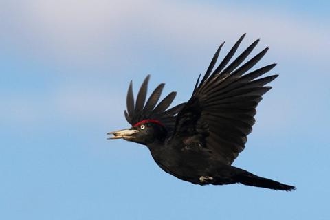 black woodpecker photo