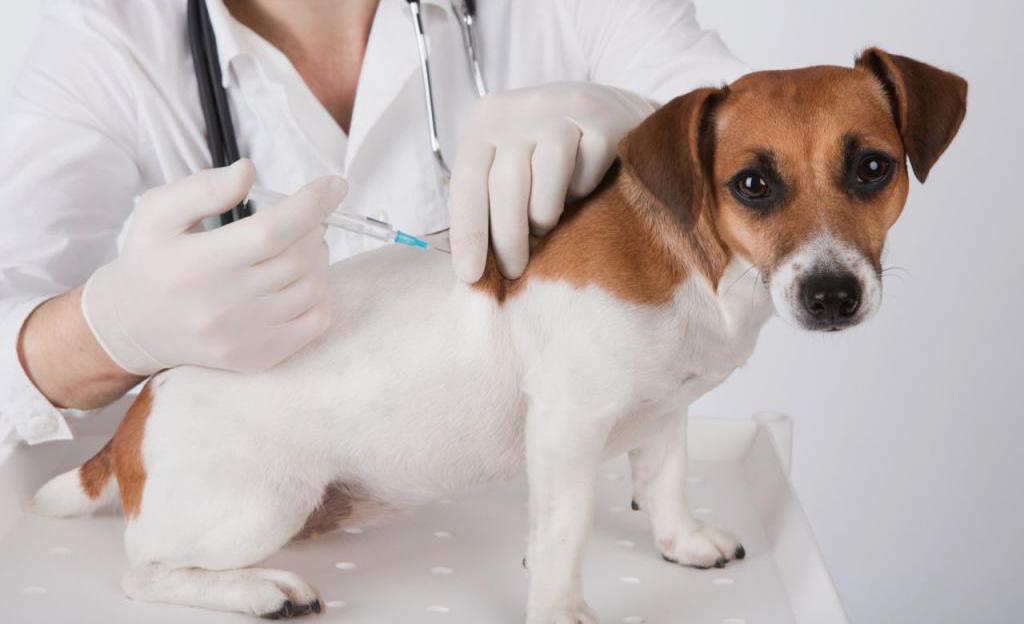 zapalenie jelit u psów objawy leczenie w domu