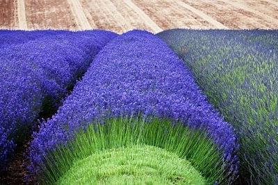Lavendel aus Samen Anbau