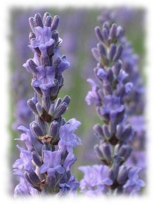 lavender grown from seed