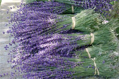 der Anbau von Lavendel aus Samen
