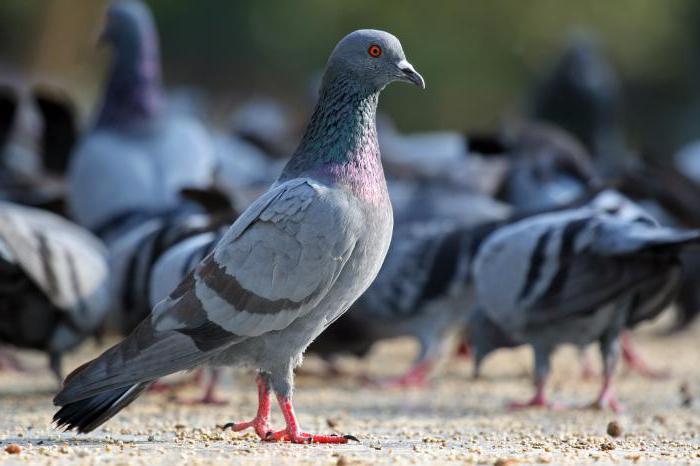 the national championship of sport pigeons