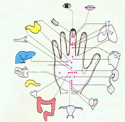 ponto de órgãos na mão