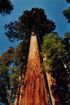 найбільше дерево