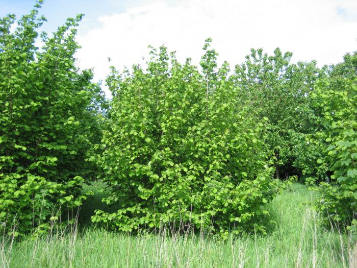 ブッシュと呼ばれる植物を複数の茎の木